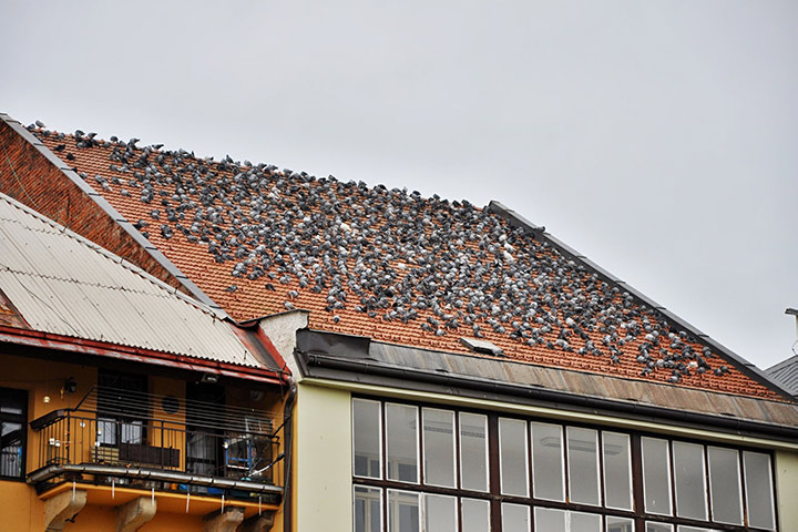 A2B Pest Control are able to install spikes to deter birds from roofs in Midhurst. 