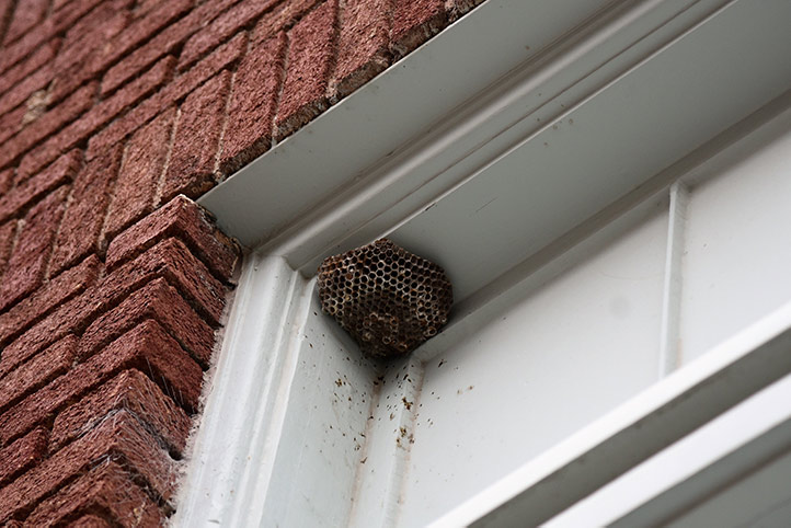 We provide a wasp nest removal service for domestic and commercial properties in Midhurst.